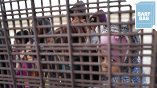 Another Child Has Died After Being Detained At the Border